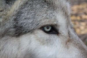 Read more about the article Wolf – Totem